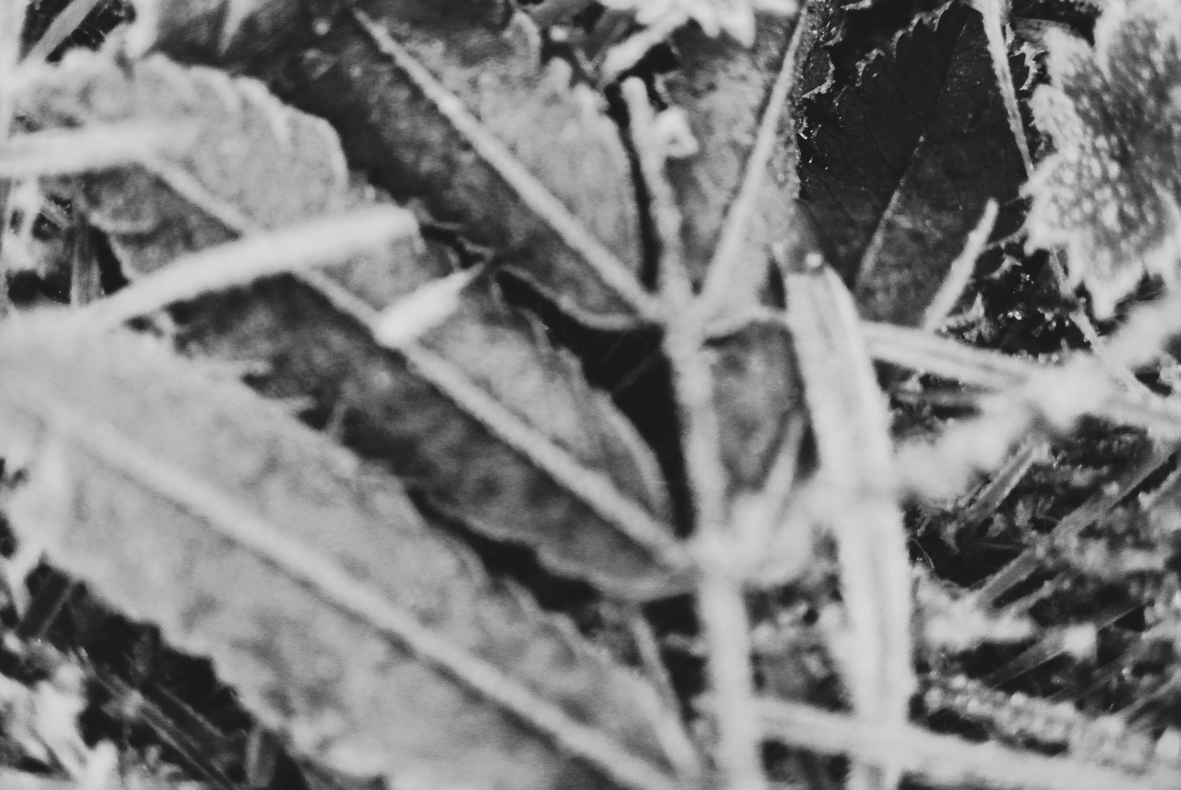 Free Unsplash photo from Ovidiu Spatacian-Tarnu