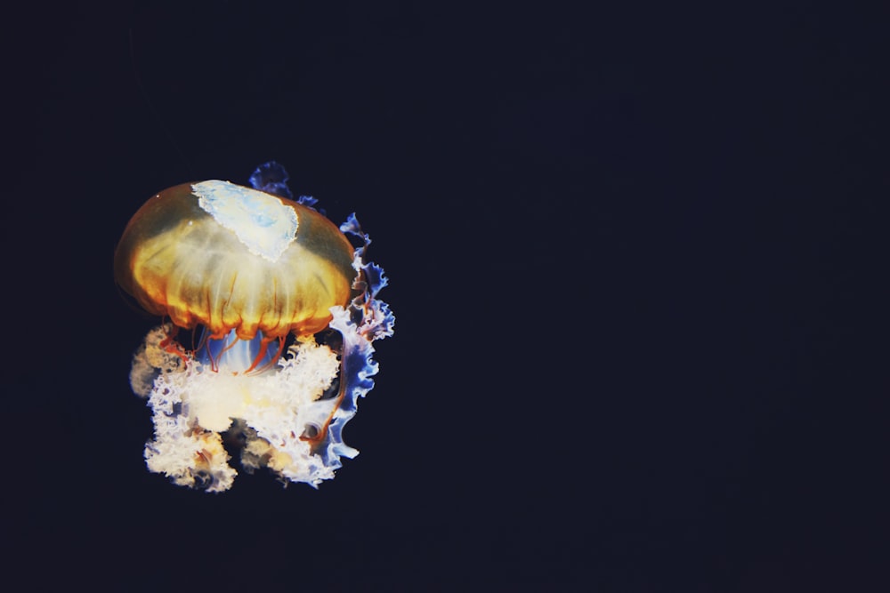 closeup photo of jellyfish