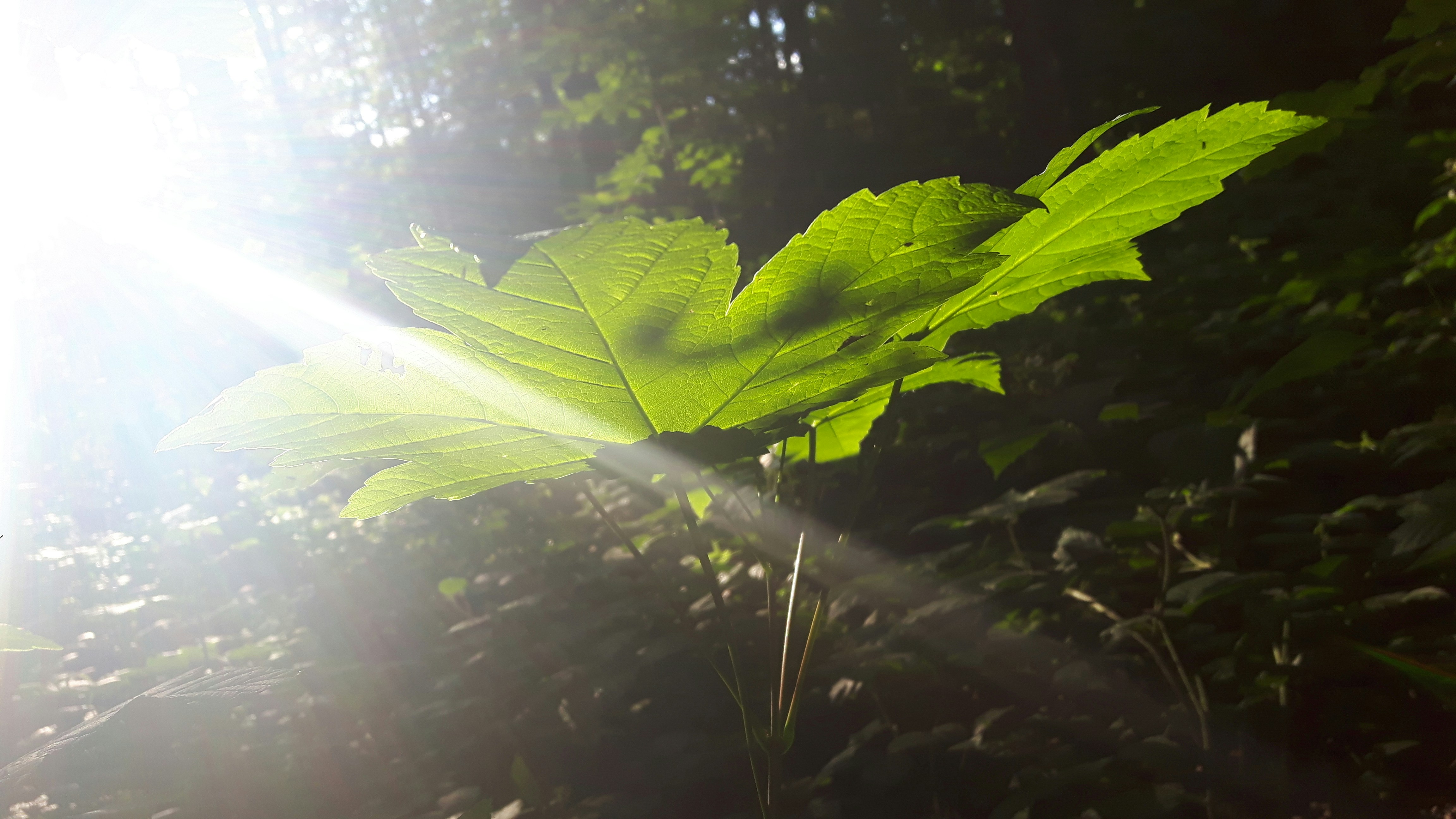 Free Unsplash photo from lia terry