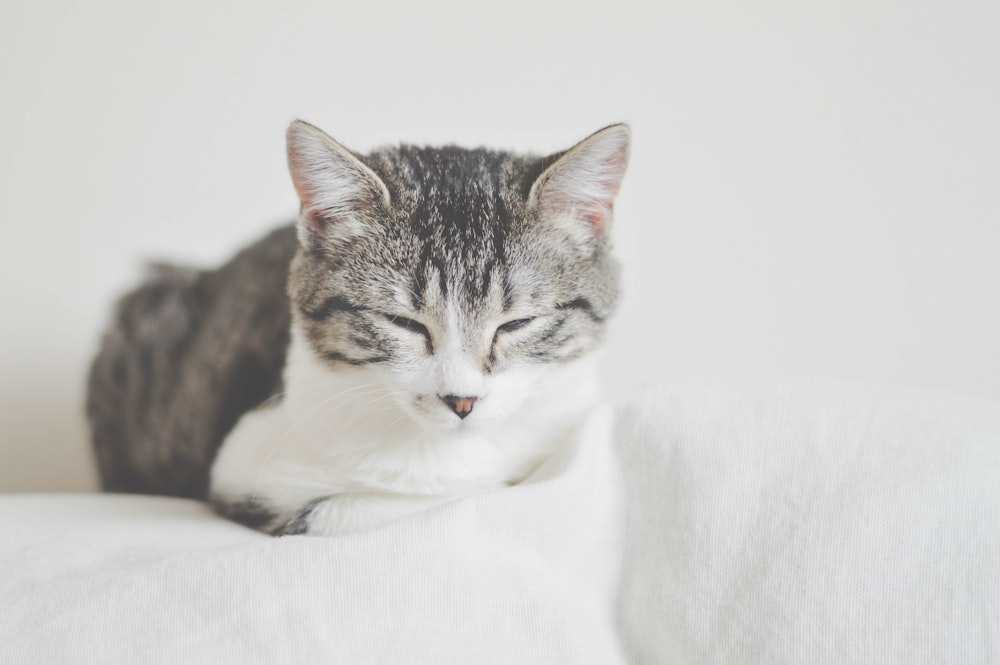 gato gris y blanco sobre tela blanca