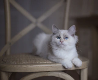 A serene portrait of a majestic Maine Coon female cat resting gracefully on a golden velvet cushion.