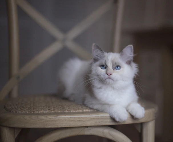 A fluffy cat with a bright blue bow tie collar posing on a white wooden chair in a sunny room