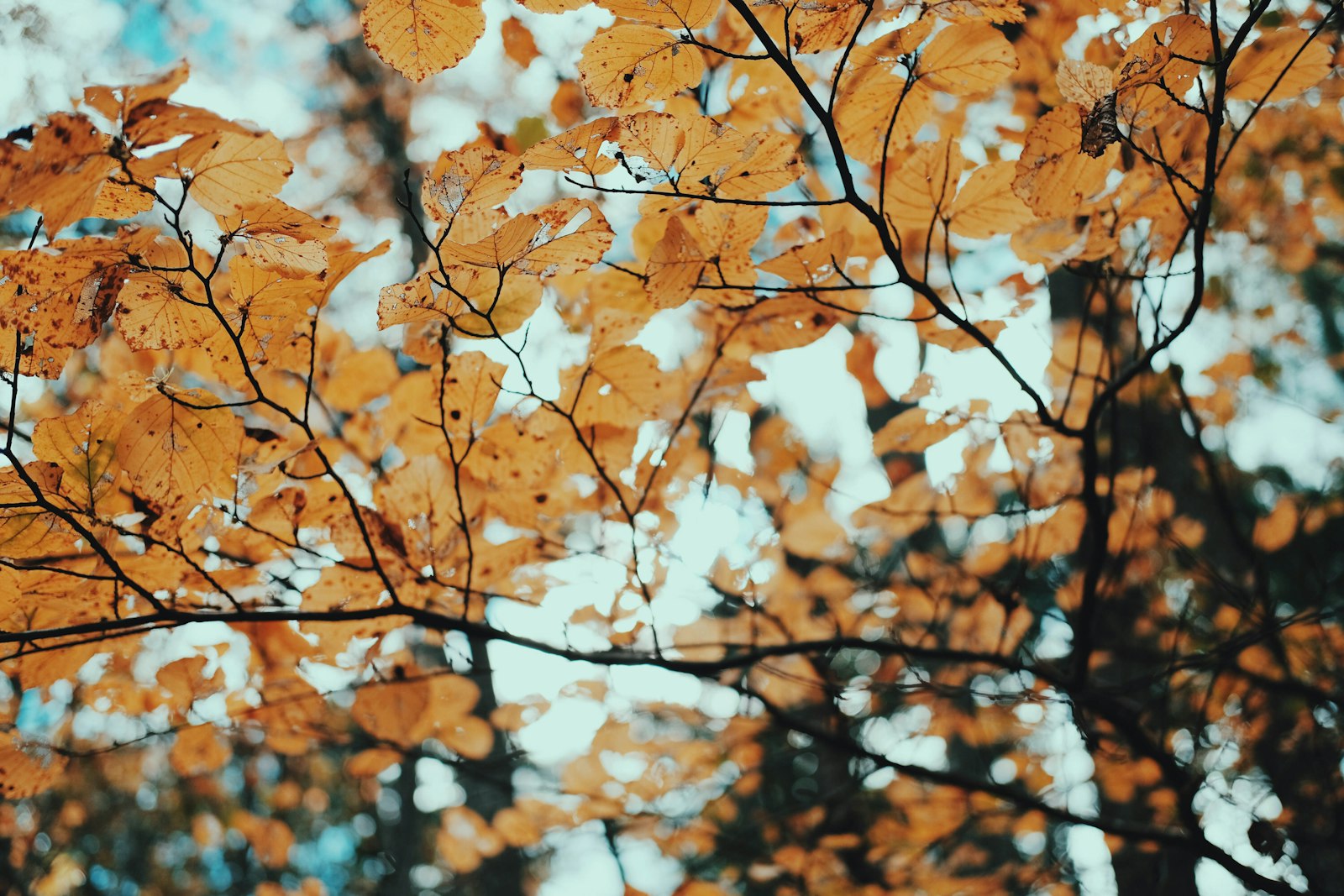 Fujifilm X-Pro2 sample photo. Brown leaf tree during photography