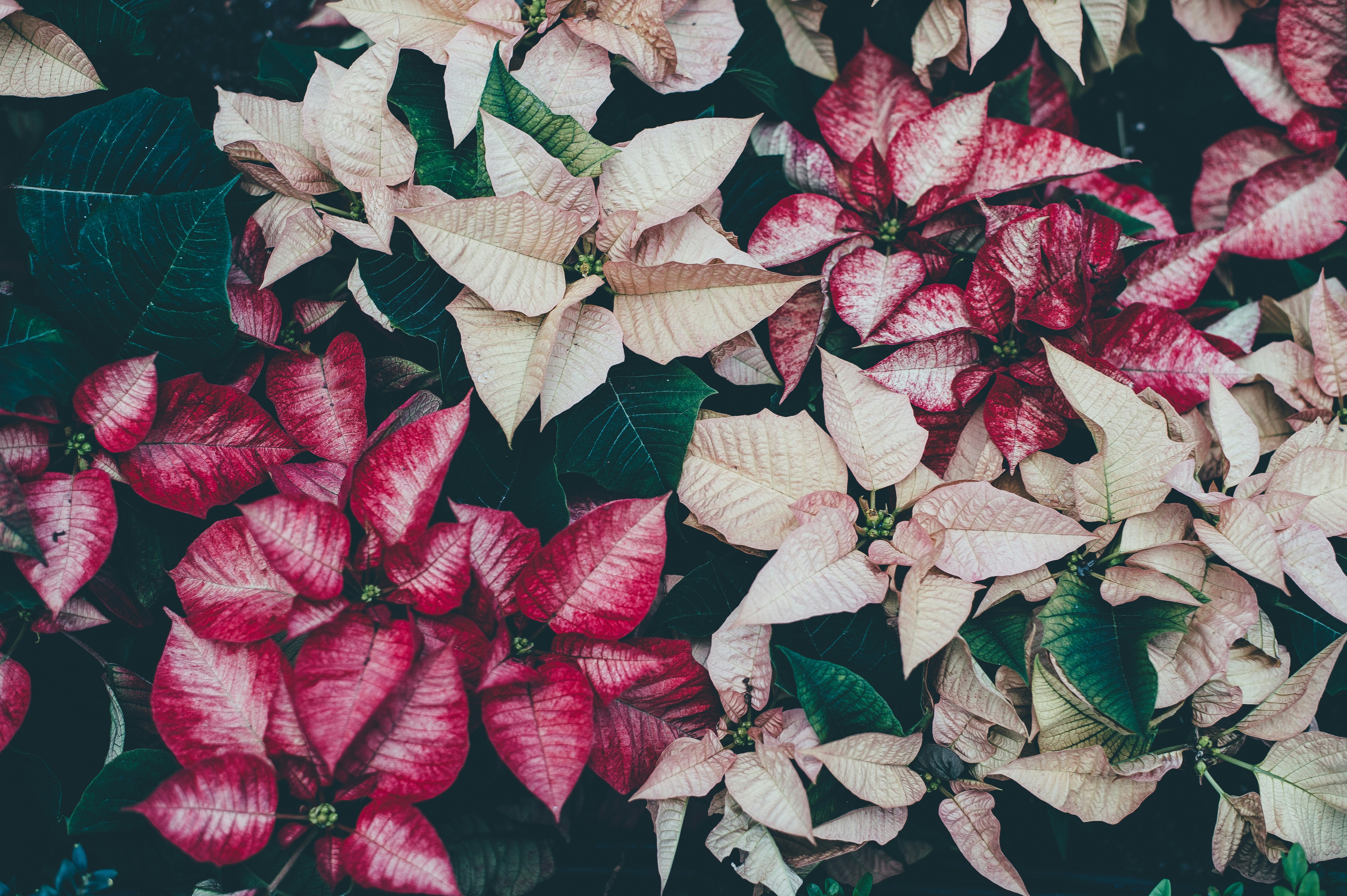 white and red poinsettia flowers poinsettia zoom background
