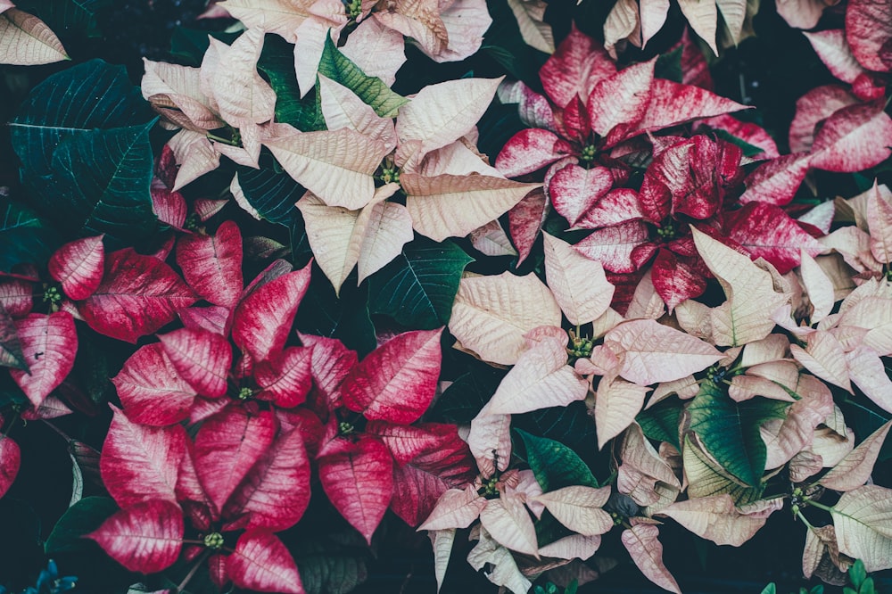 white and red poinsettia flowers