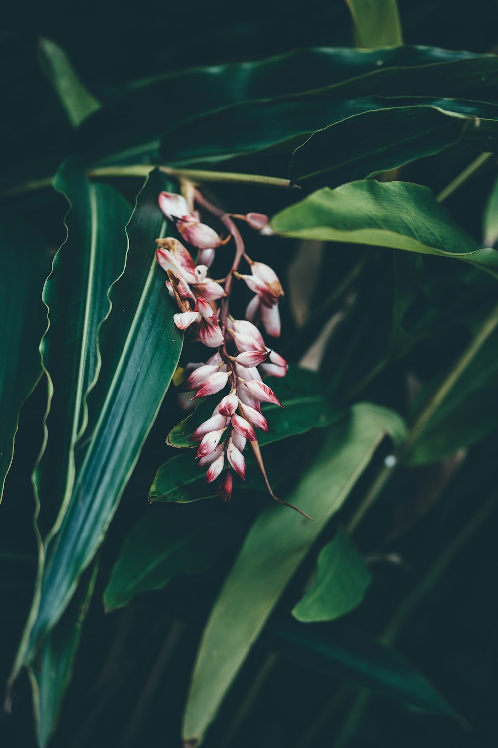 pink and white petaled flowers