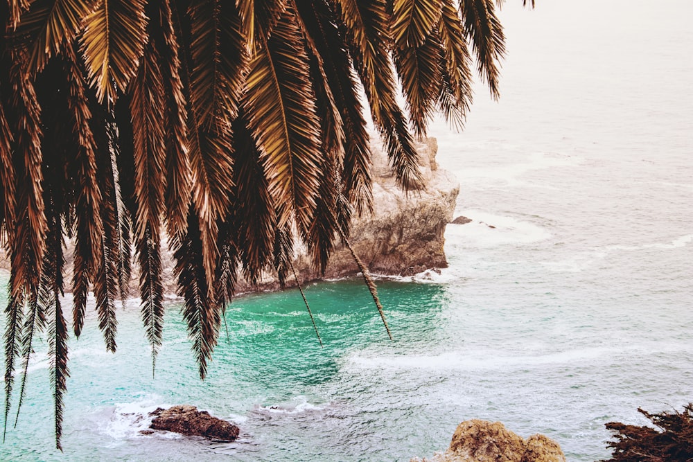 aerial photo of tree and stone surrounded with body of water