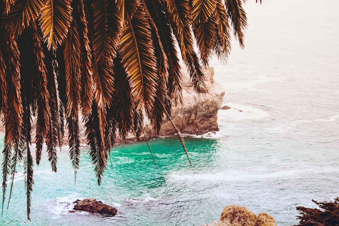 aerial photo of tree and stone surrounded with body of water