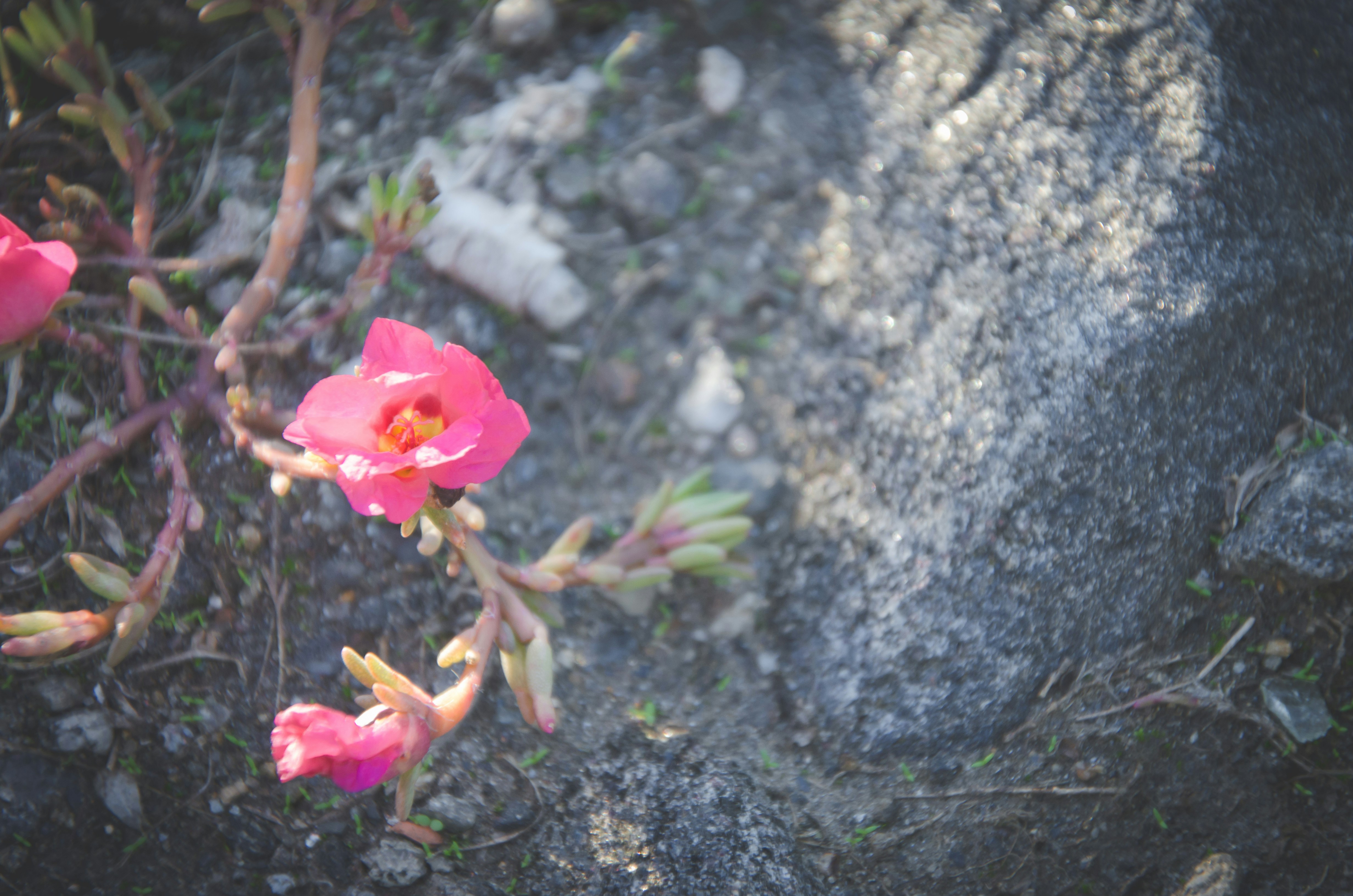 Free Unsplash photo from Roman Feliz