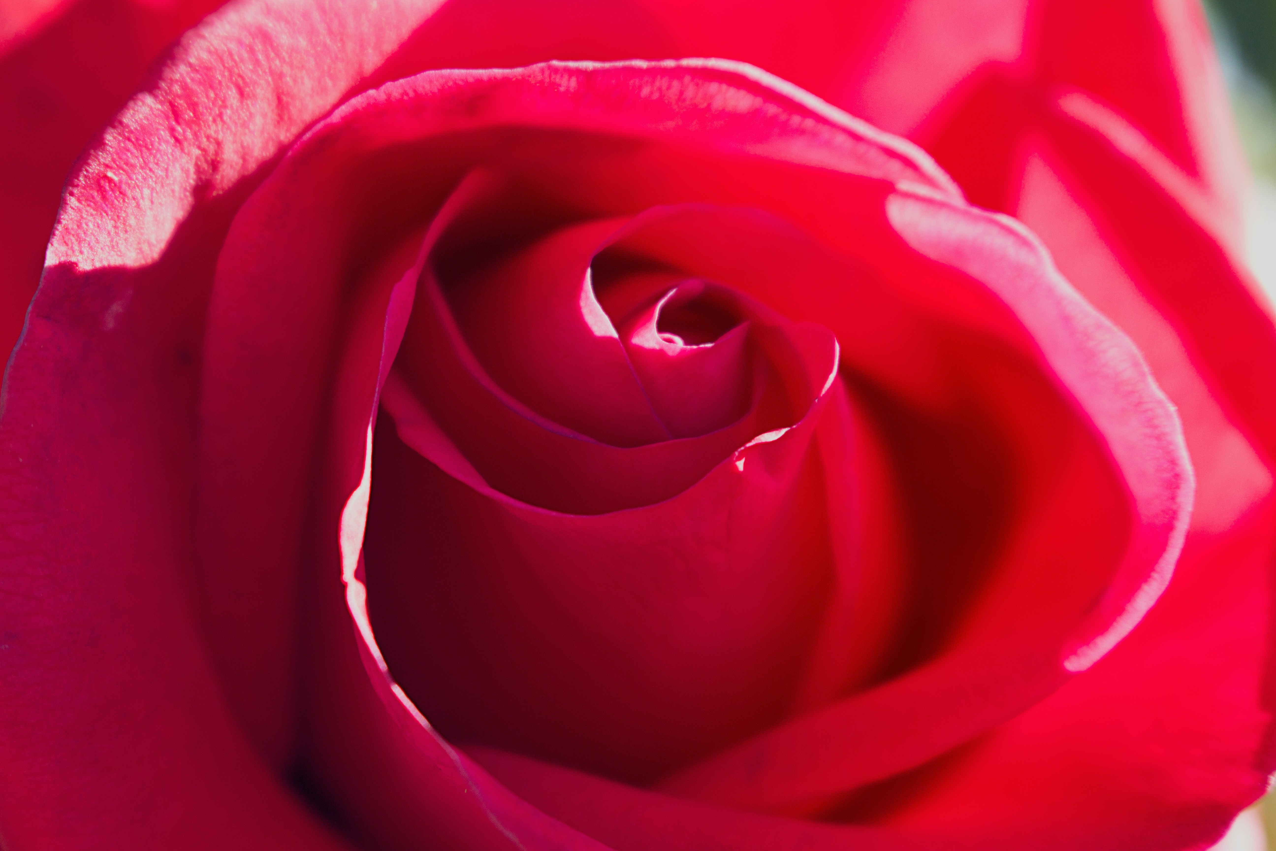 Rosa roja clásica