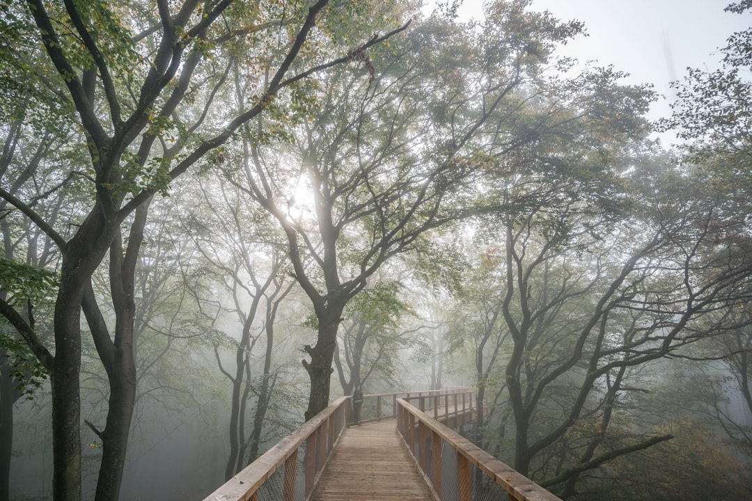 brown wooden bridge