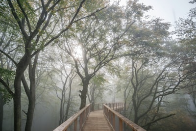 brown wooden bridge