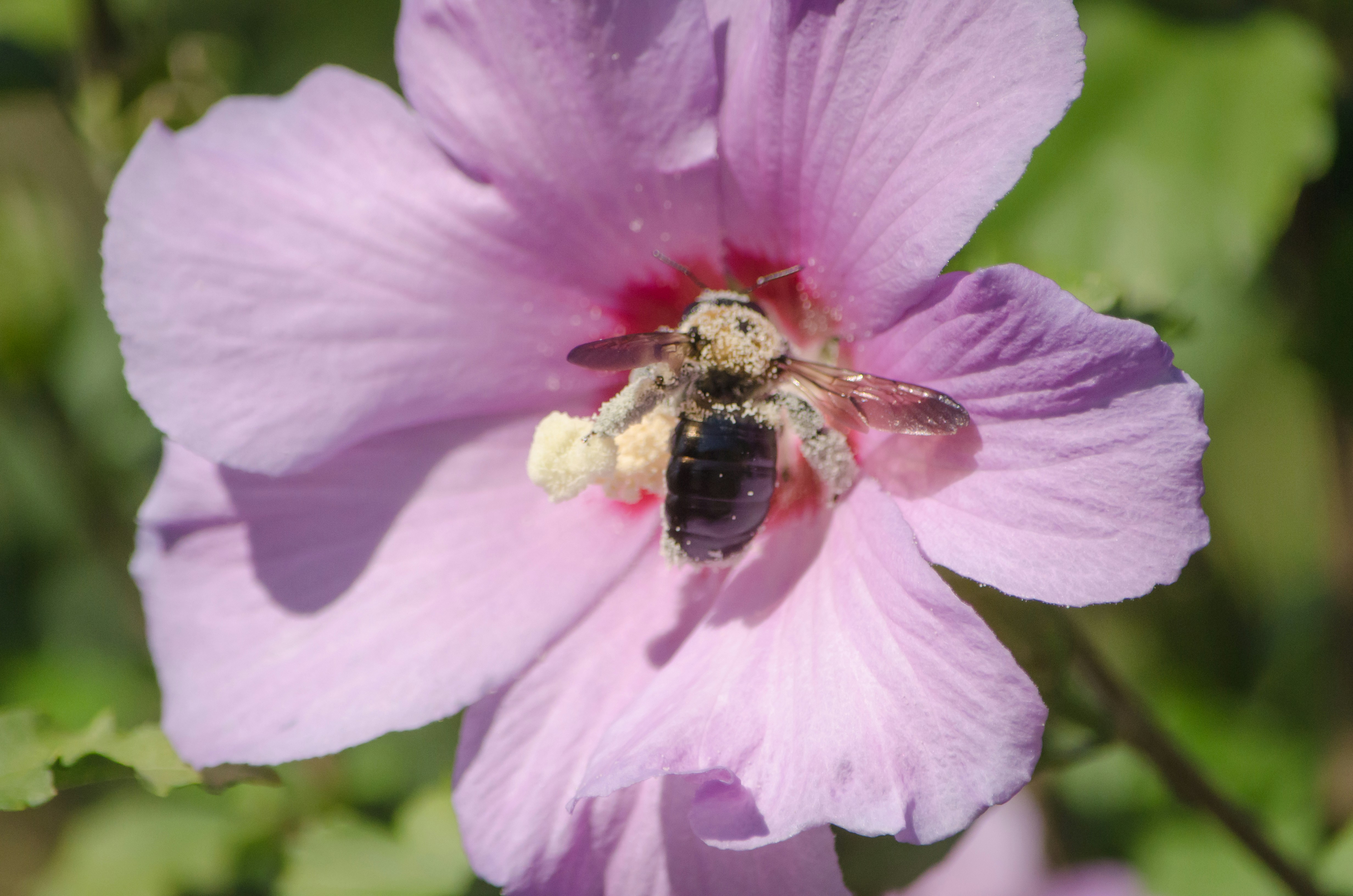 Free Unsplash photo from Roman Feliz