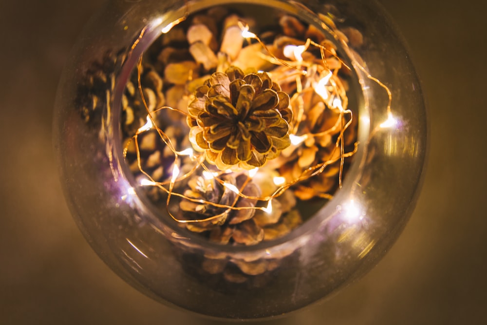 selective focus photo of pine cones