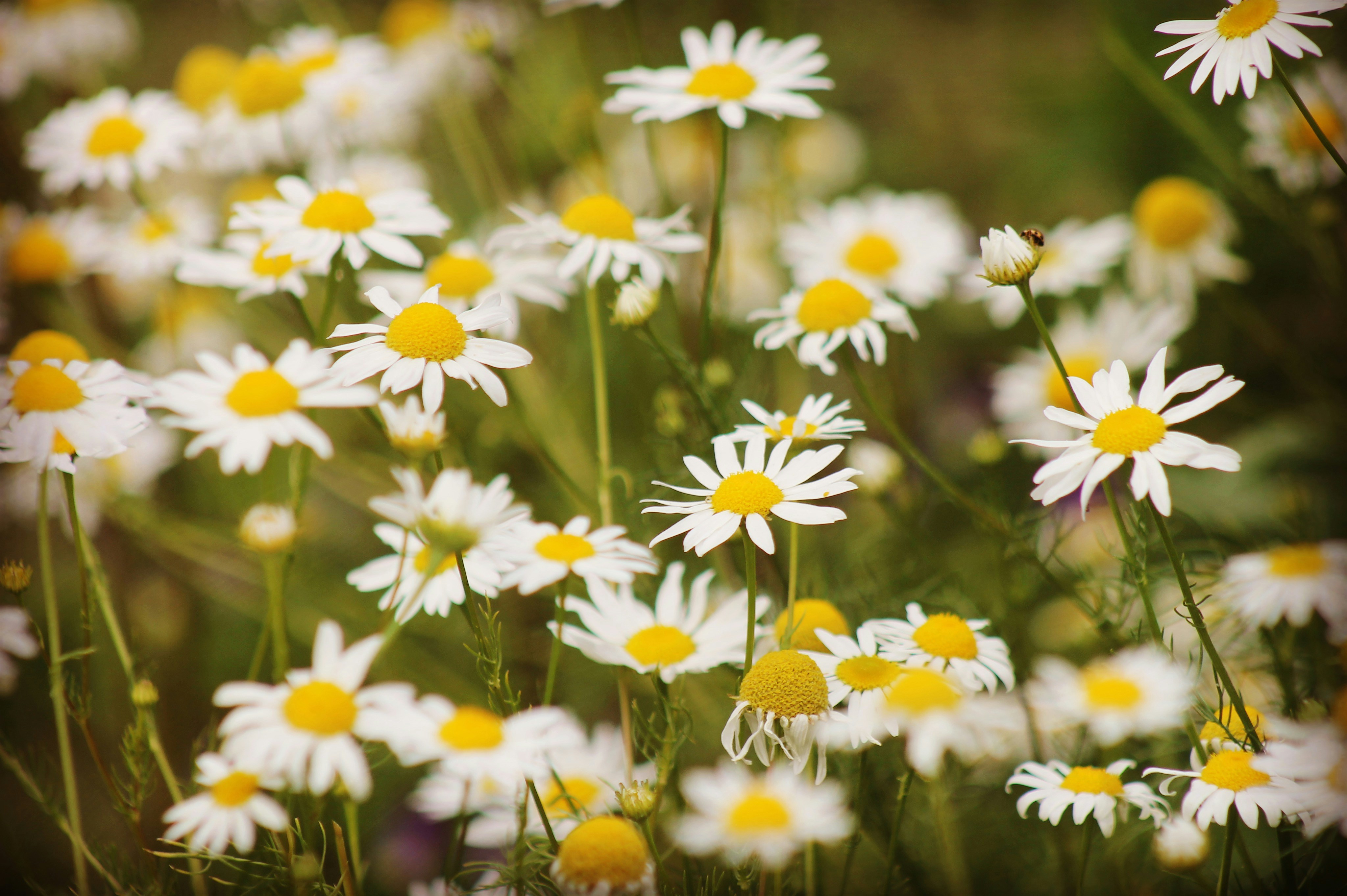 Free Unsplash photo from Andrew Walton