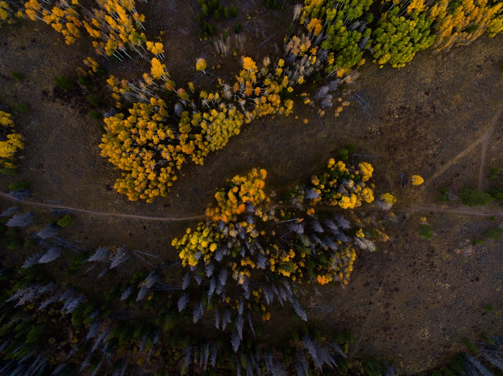 aerial photo of yellow flowers