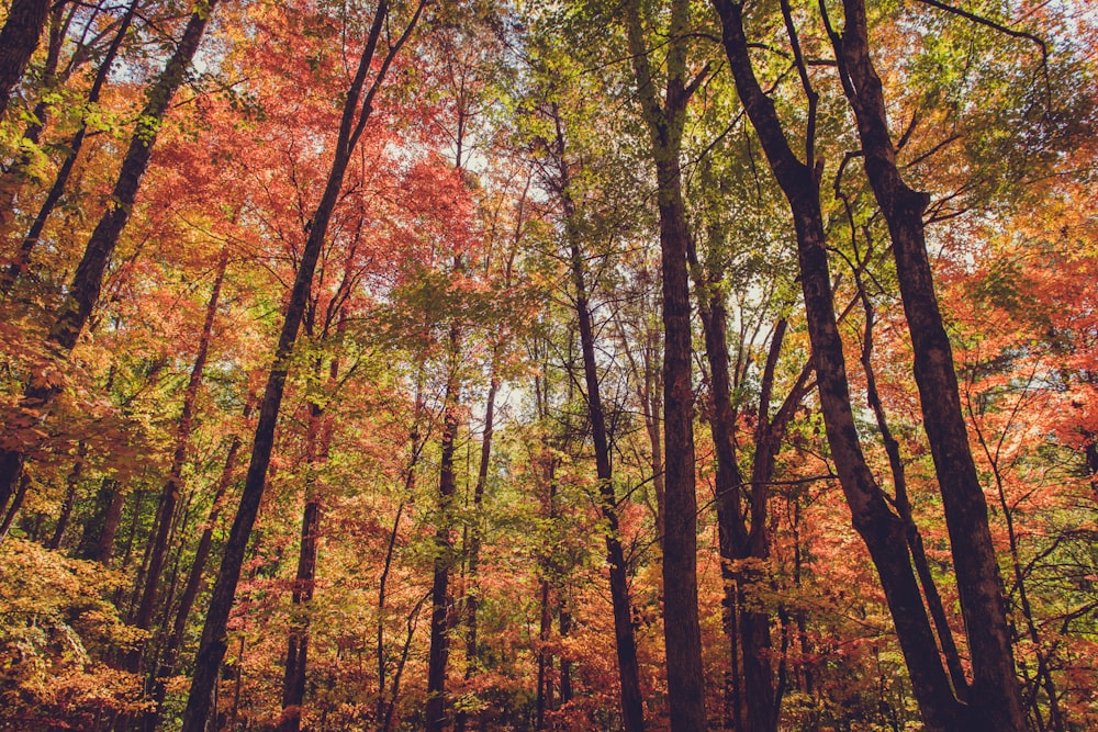 Tall trees in a forest.