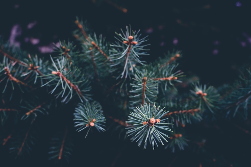 A cluster of pine needle stand out against the backdrop of the tree