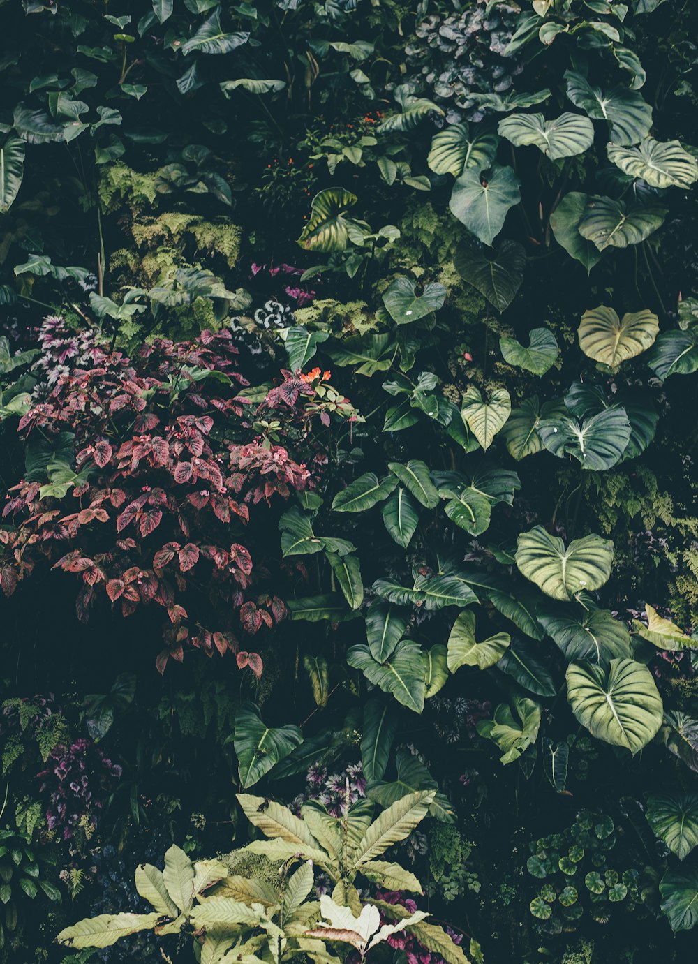 green-leafed plants