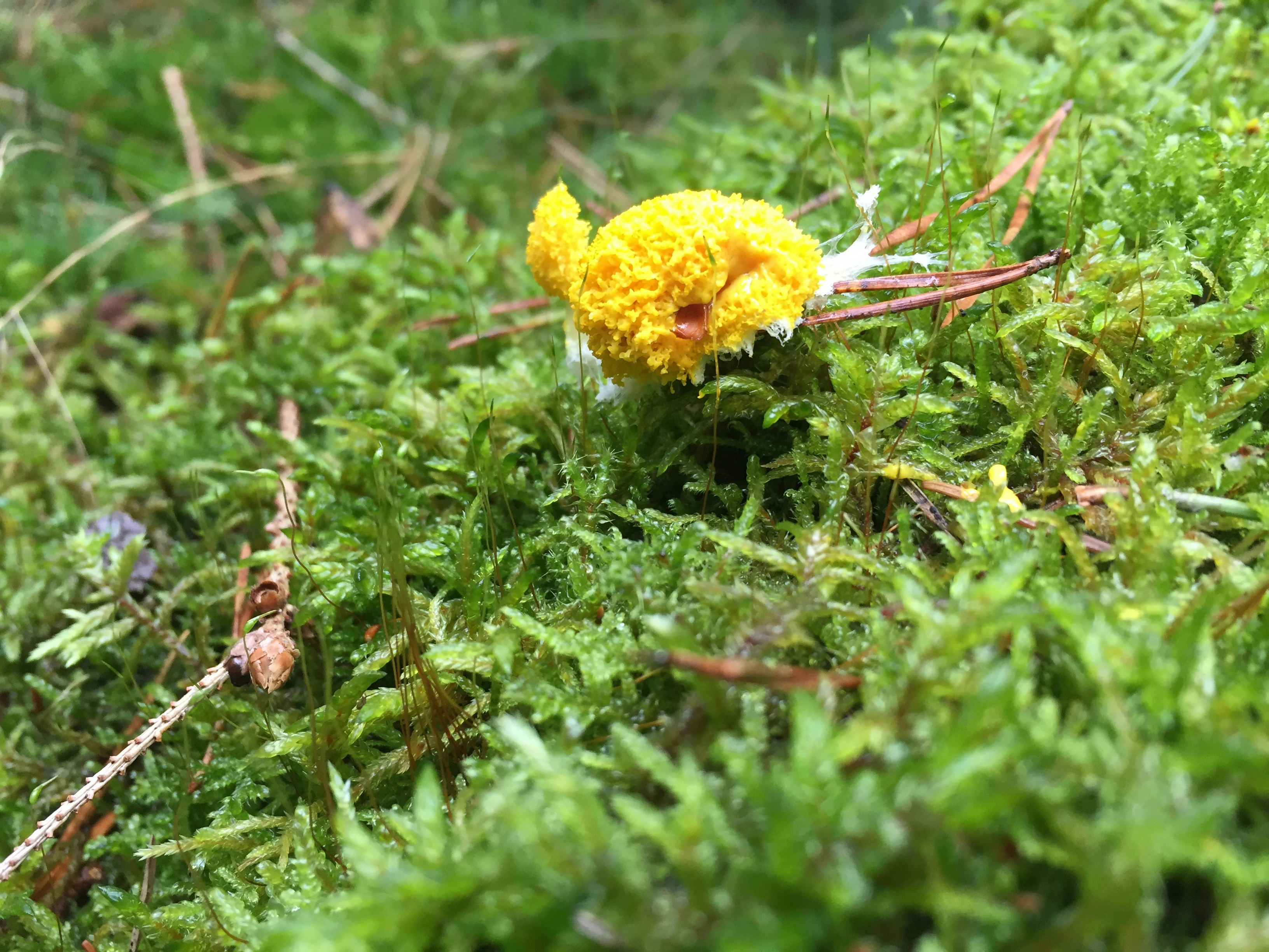 Free Unsplash photo from Frank Walle