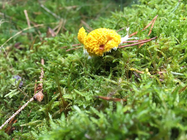 A vibrant cluster of yellow fungus sits nestled among lush, green moss. The environment is rich with hints of brown twigs and blades of grass, providing a natural, earthy backdrop. The detail in the texture of the fungus and moss is striking, creating a raw and organic atmosphere.