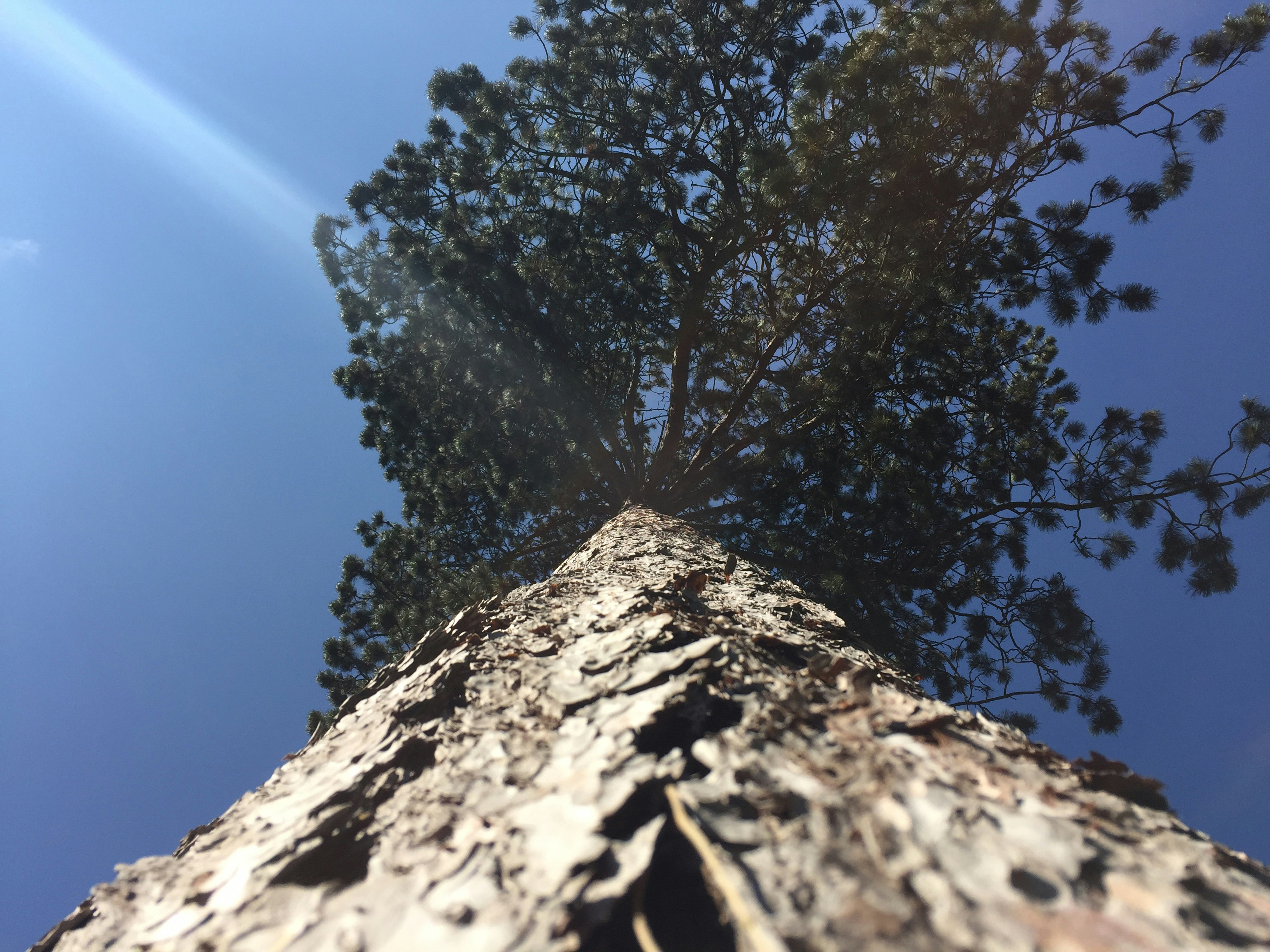 Free Unsplash photo from Frank Walle