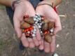 Hands holding Amazonian fruits and seeds used in product making