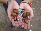 Hands holding Amazonian fruits and seeds used in product making