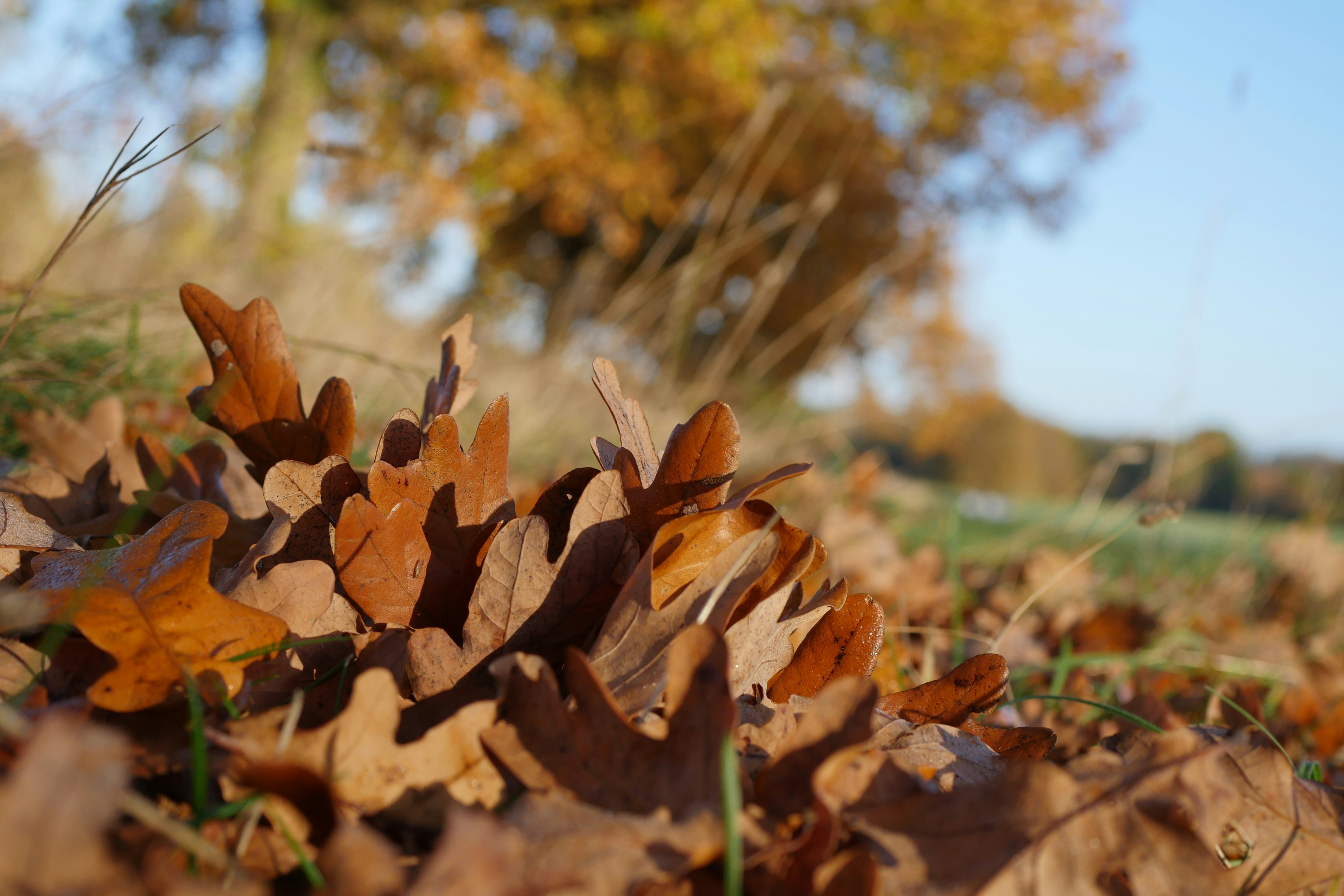 Free Unsplash photo from Hazel Clifton