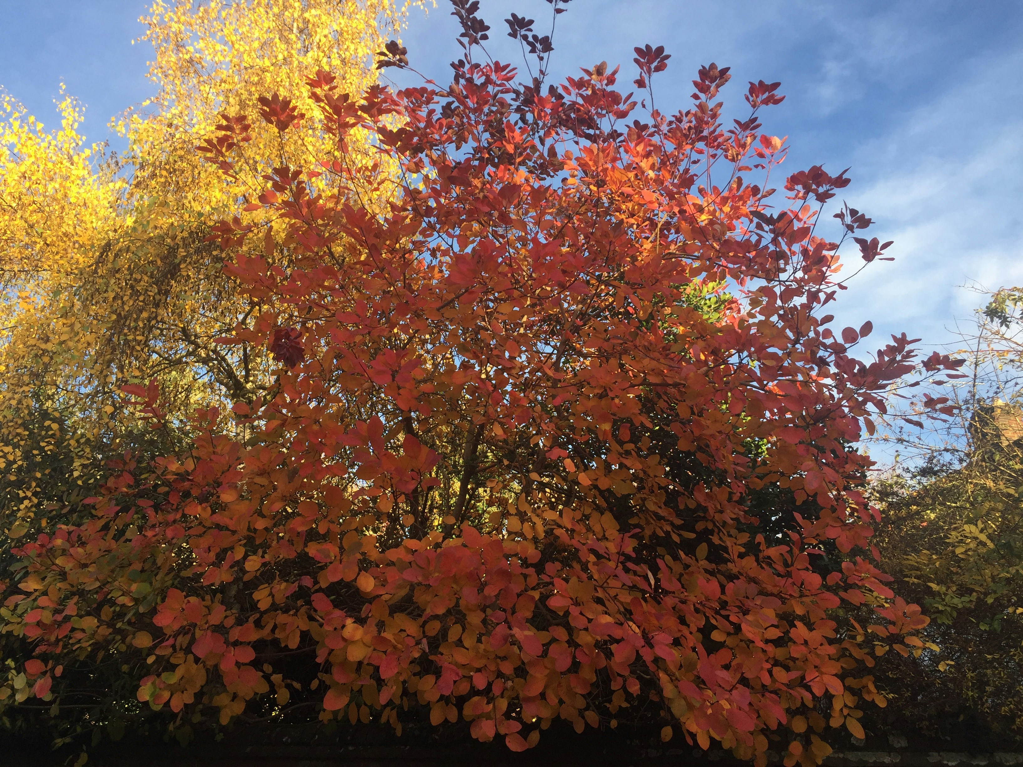 Free Unsplash photo from wendy molefi