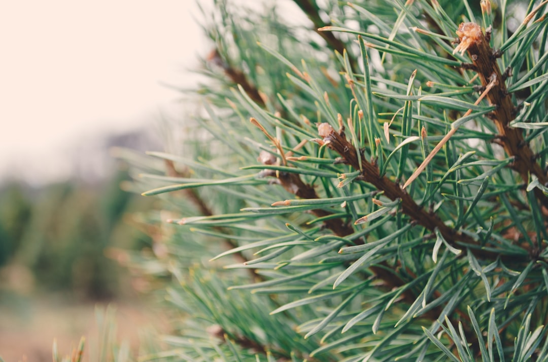 green-leafed plant