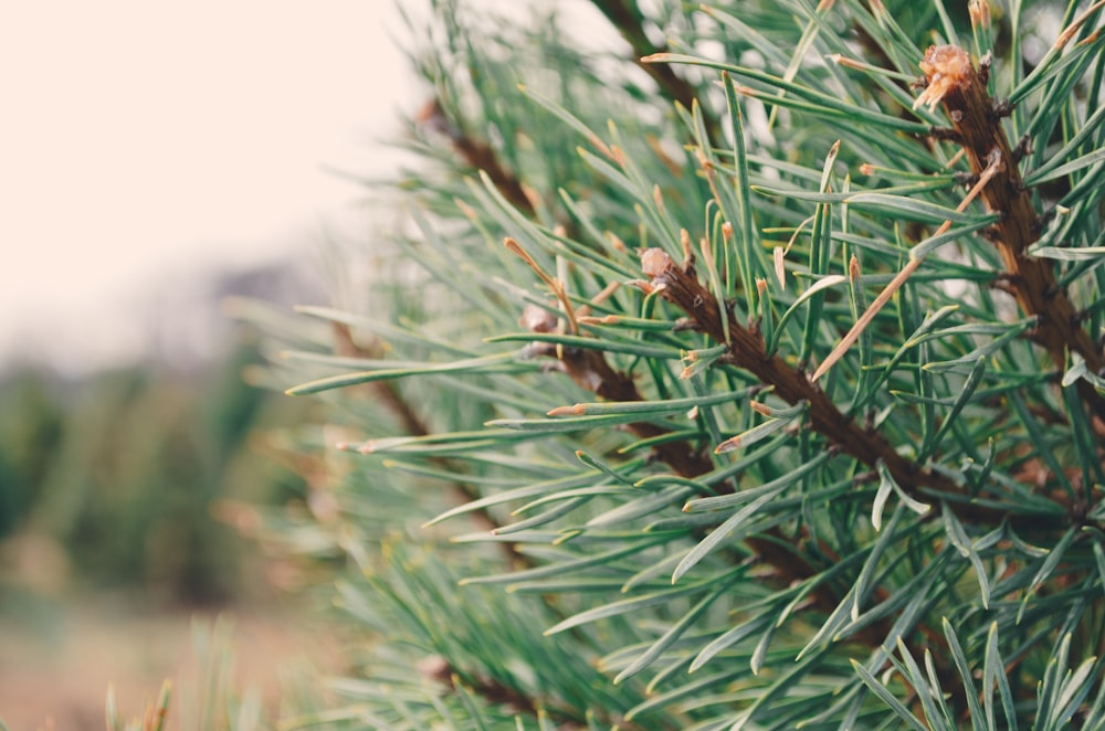 green-leafed plant