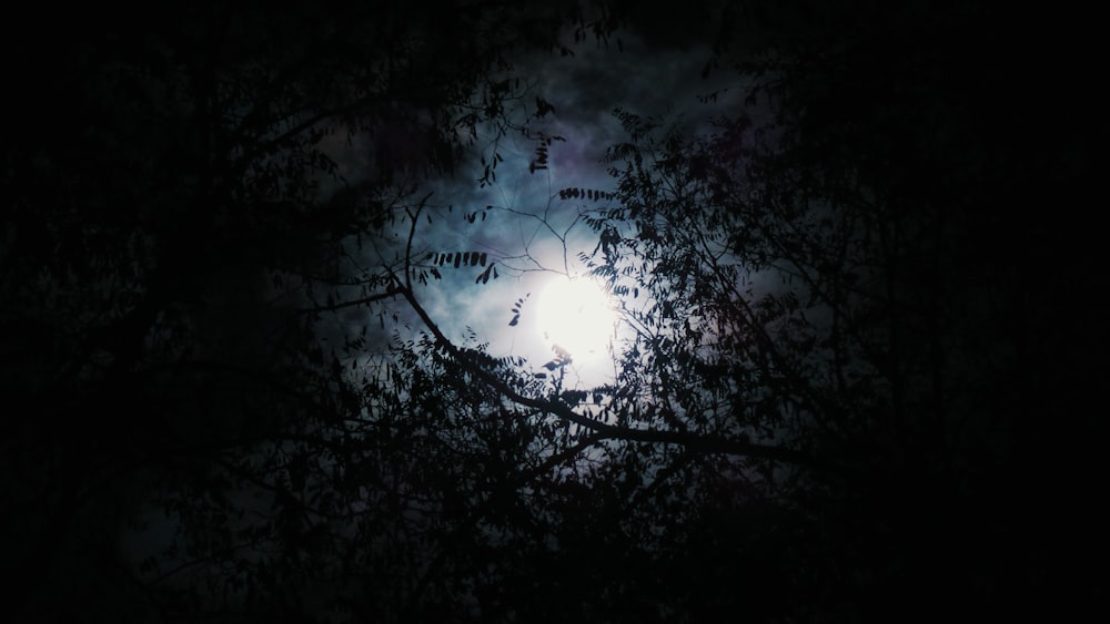 silhouette of tree with full moon background