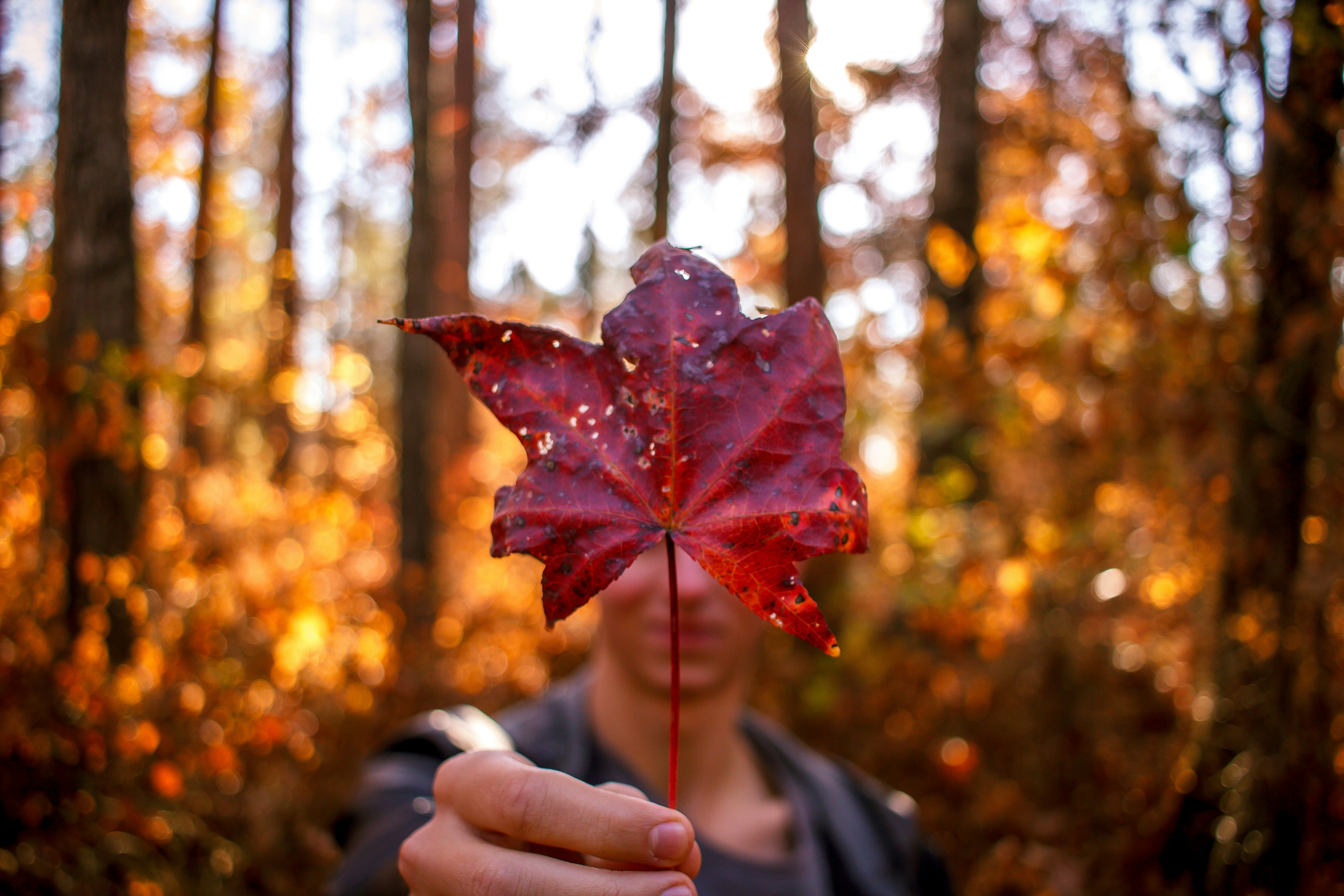 Free Unsplash photo from Joshua Peacock