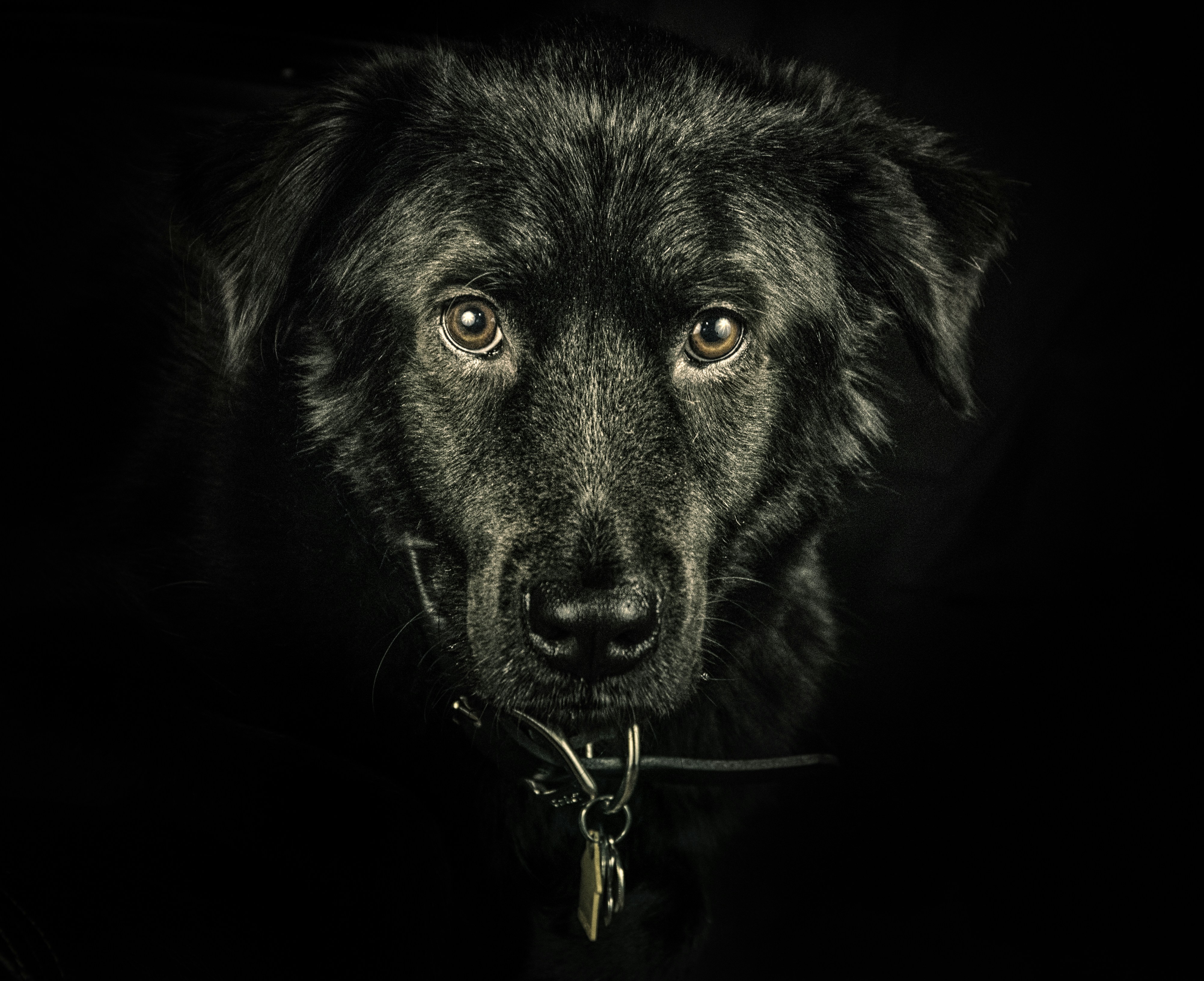 Custom Photo-Engraved Dog Tags