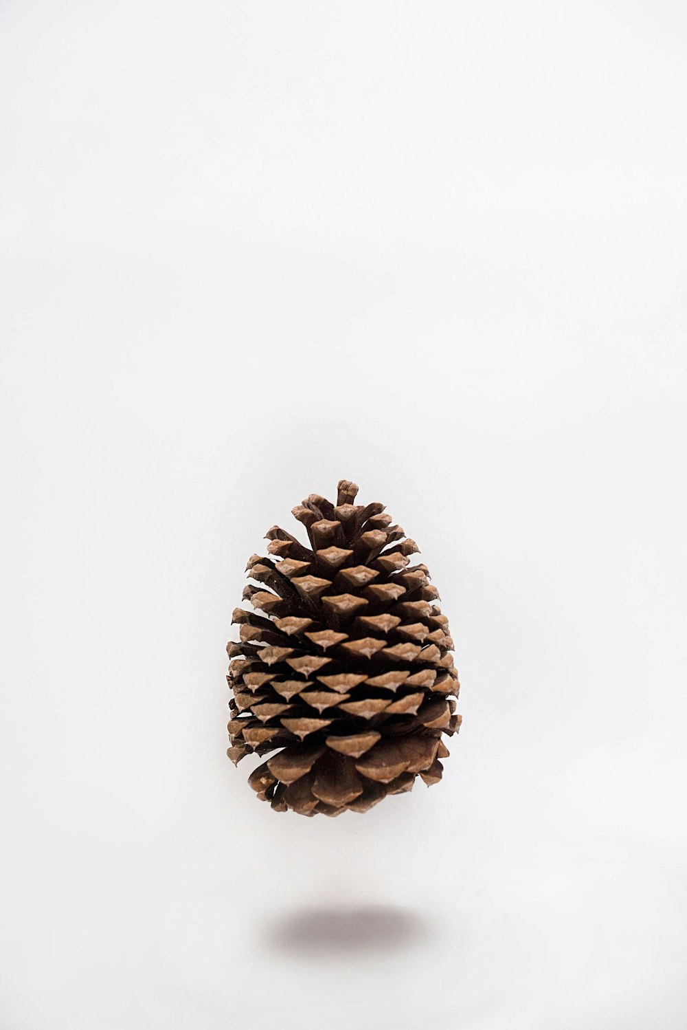 brown pine cone on white surface