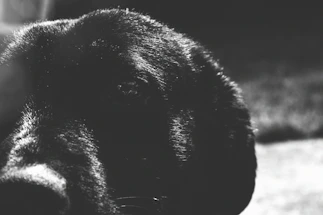 Close-up of a regal dog being gently photographed in a sunlit London garden, soft shadows emphasizing fur texture.