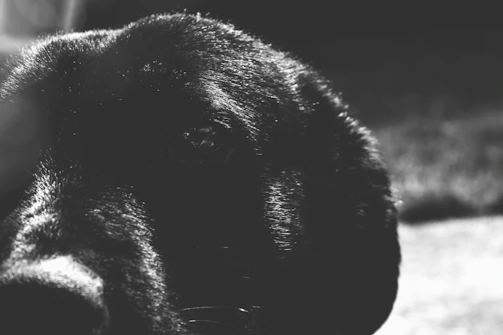 Close-up of a regal dog being gently photographed in a sunlit London garden, soft shadows emphasizing fur texture.