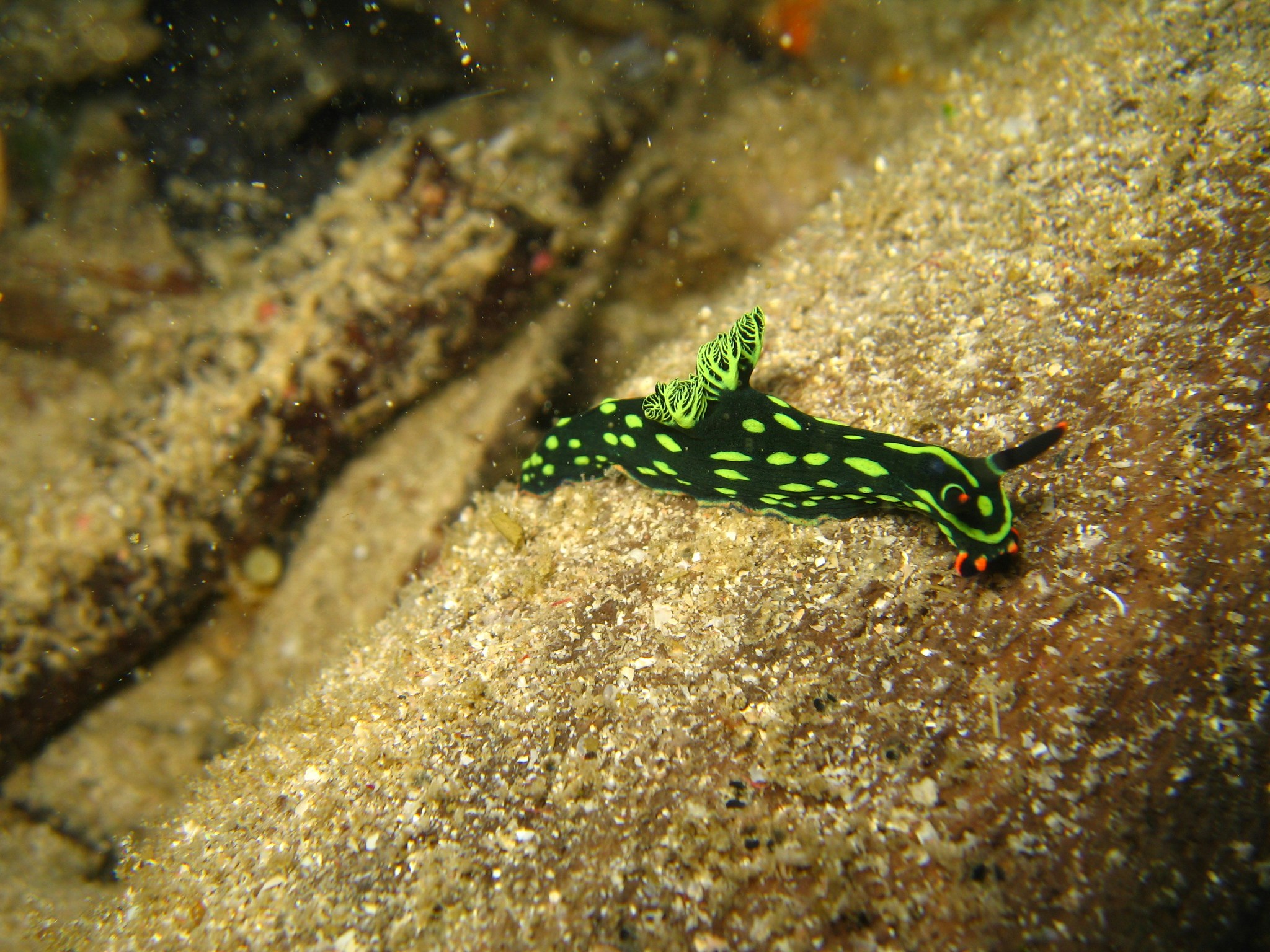 Free Unsplash photo from Daniel Straub