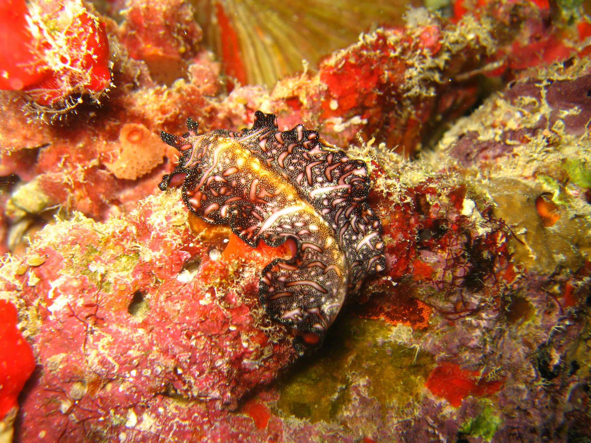 Free Unsplash photo from Daniel Straub