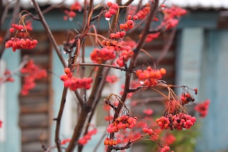 Bright red berries are clustered on the branches of a tree. The background features a rustic wooden structure with shades of blue.