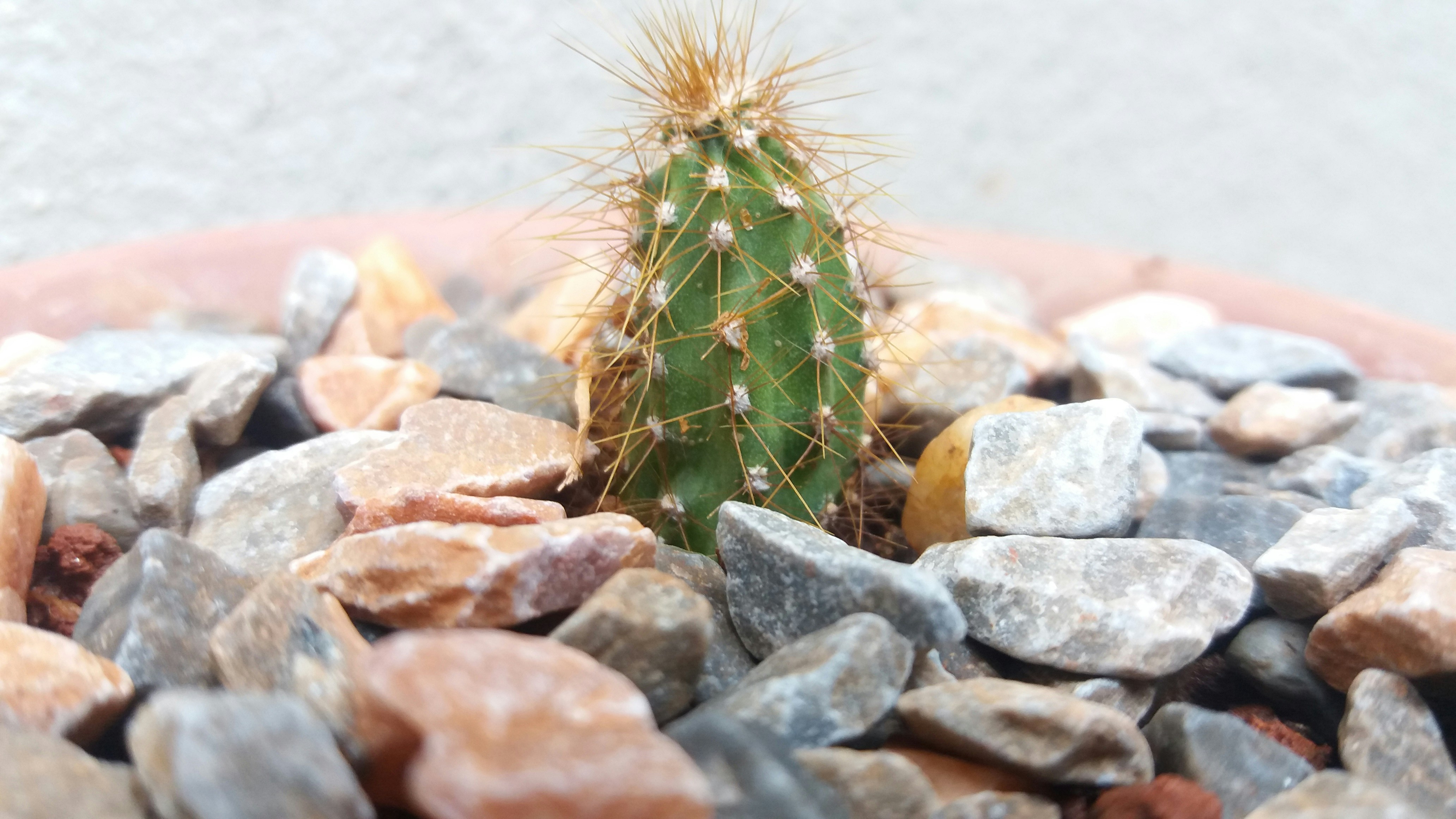 Free Unsplash photo from Adjane Paula