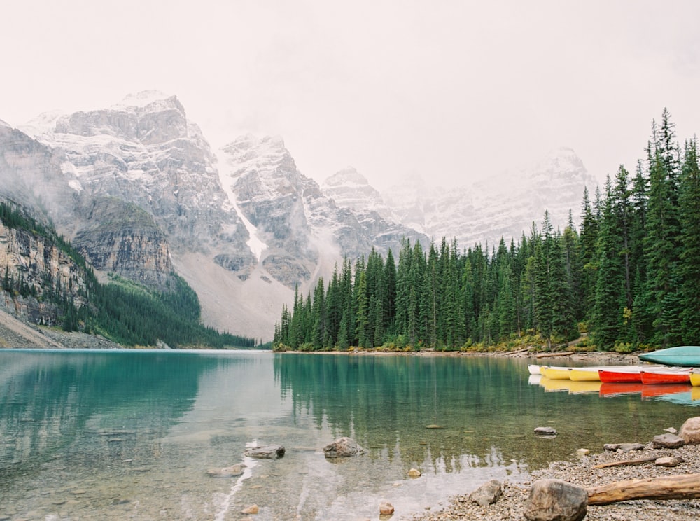 Forêt verte entourée d’eau et de montagne