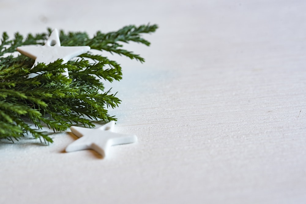 green plant on white surface