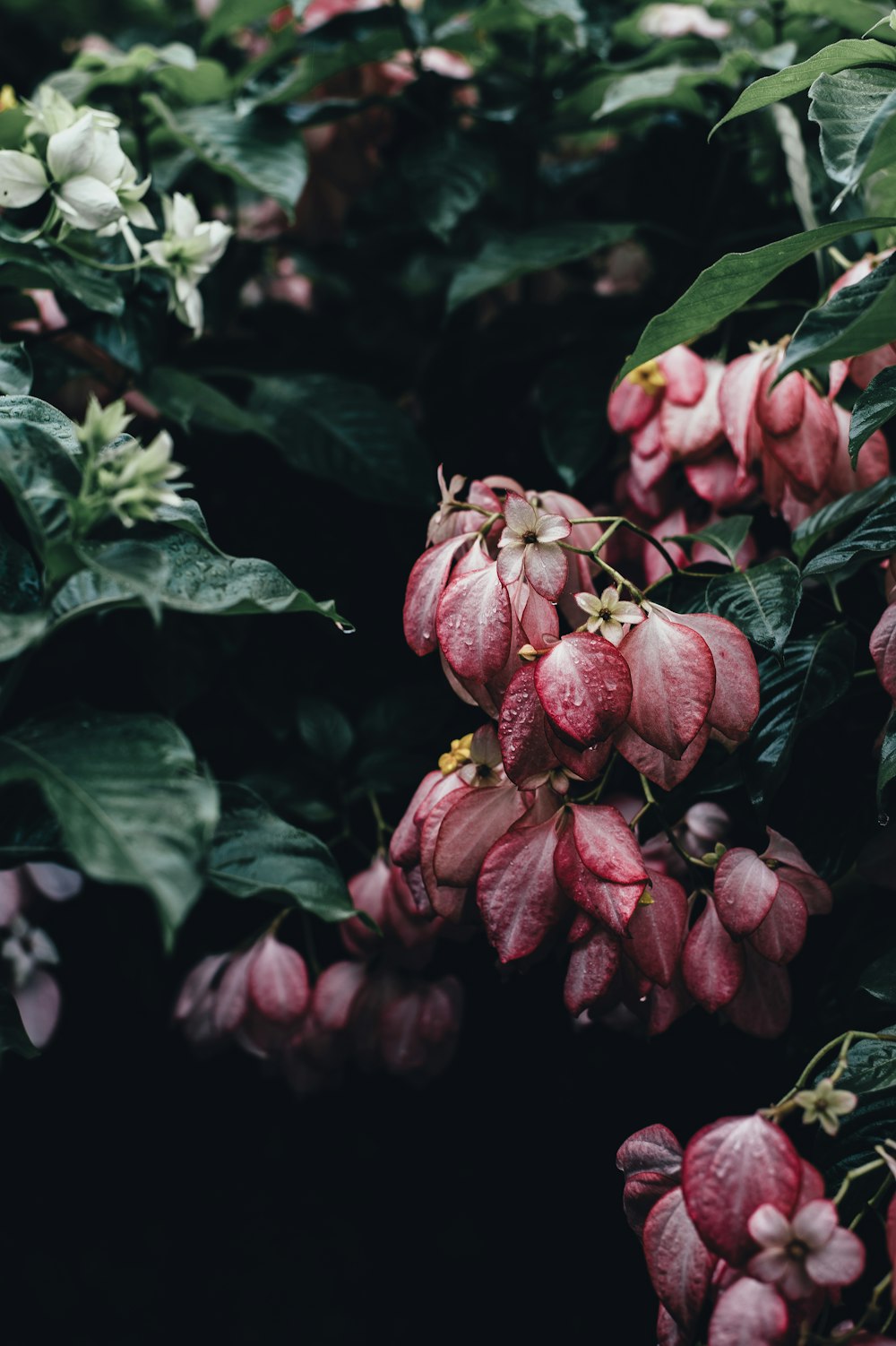 pink leaves