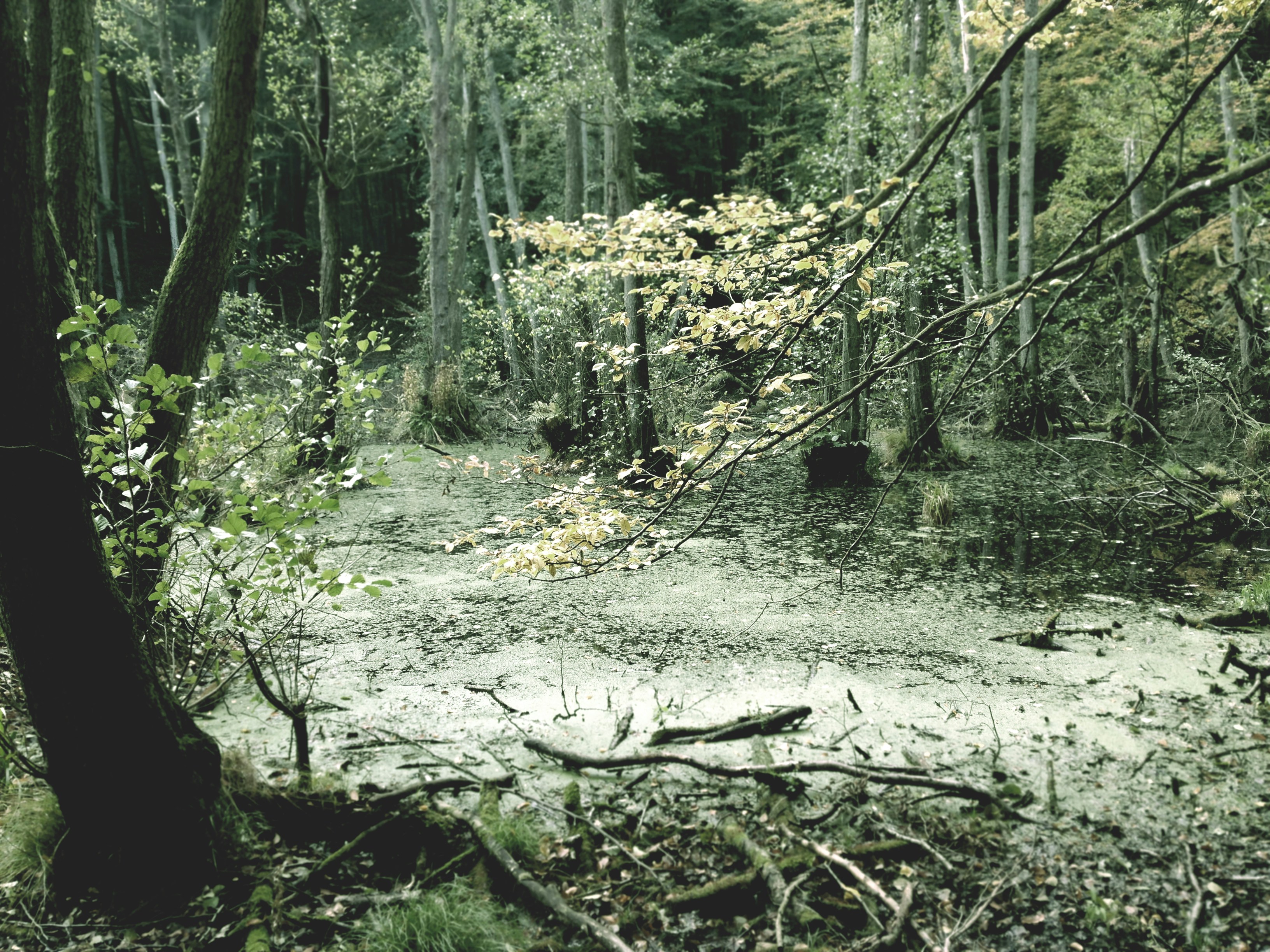 Free Unsplash photo from Sascha Lichtenstein