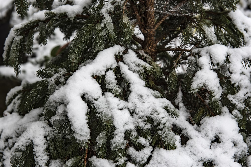 snow covered trees