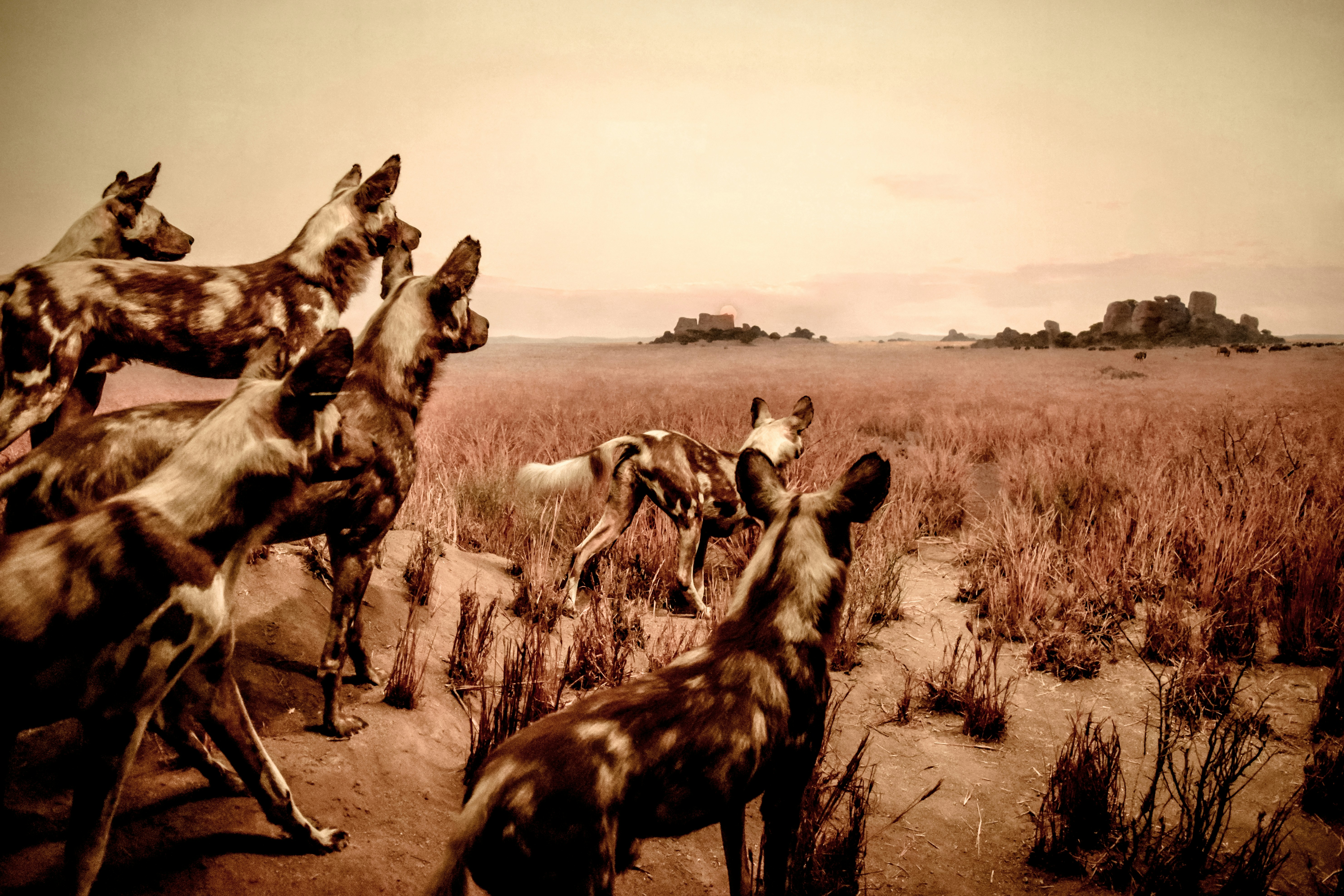 Free Unsplash photo from Cristian Dieguez