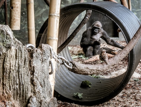 A gorilla sits inside an enclosure surrounded by various natural and artificial elements, including bamboo and a large cylindrical structure. Nearby, a small bird perches on a branch across from the gorilla. The setting appears naturalistic, with earthy tones and scattered vegetation.