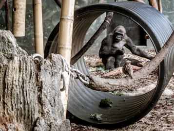 A gorilla sits inside an enclosure surrounded by various natural and artificial elements, including bamboo and a large cylindrical structure. Nearby, a small bird perches on a branch across from the gorilla. The setting appears naturalistic, with earthy tones and scattered vegetation.